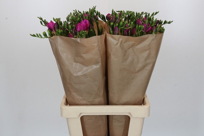 Freesia One XXL Pink