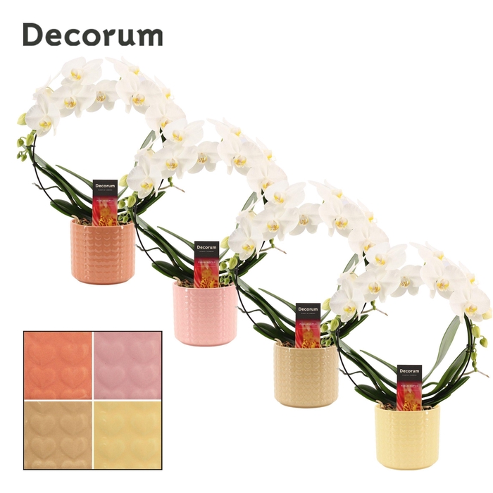 <h4>Phalaenopsis boog wit in Kaya (Sympathetic moods-collection)</h4>