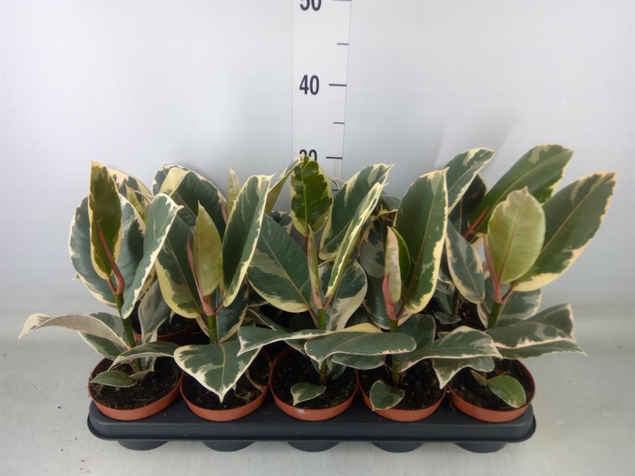 <h4>Ficus elastica 'Tineke'</h4>