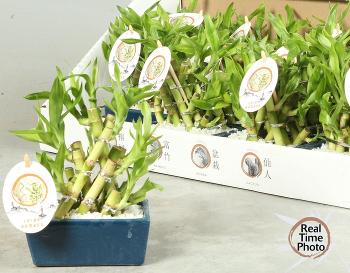 <h4>DRA LUCKY BAMBOO</h4>