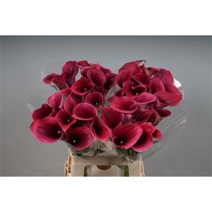 CALLA  'CAPTAIN PROMISE'