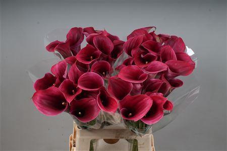 <h4>CALLA  'CAPTAIN PROMISE'</h4>