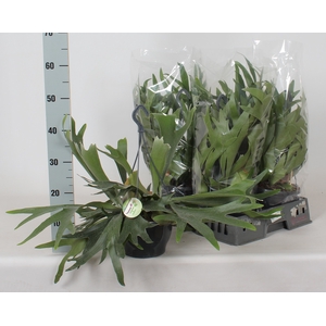 PLATYC BIFURCATUM