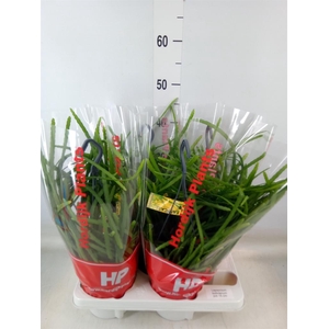 Lepismium bolivianum