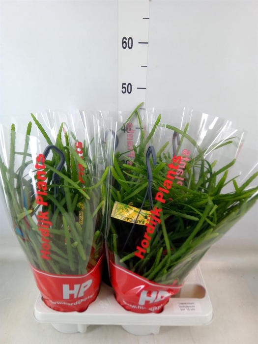 <h4>Lepismium bolivianum</h4>