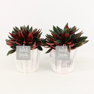Peperomia Rosso in Pure Wood Wit