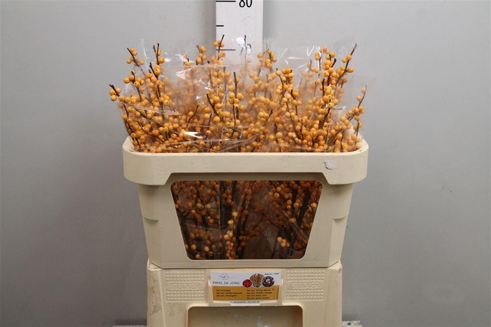 <h4>Ilex Ve Golden Verboom</h4>