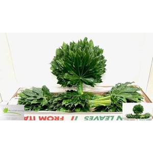 FATSIA JAPONICA BLAD