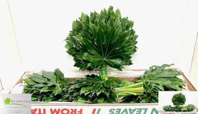 <h4>FATSIA JAPONICA BLAD</h4>