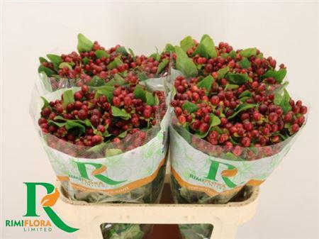 <h4>Hyp Mag Seasons Xtra</h4>