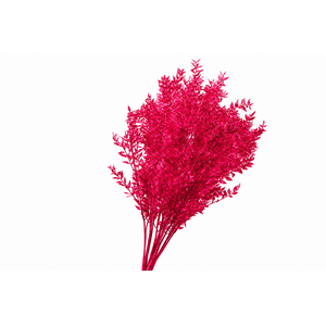 Dried Bleached Ruscus Cerise