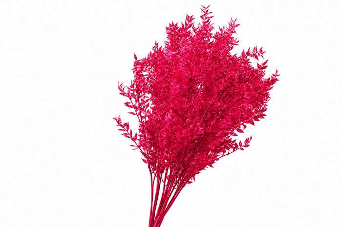 <h4>Dried Bleached Ruscus Cerise</h4>