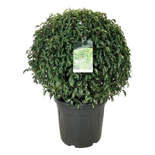 <h4>Prunus lus. 'Angustifolia'</h4>