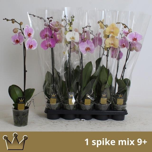 <h4>PHAL GEM 7 KL</h4>