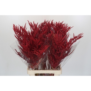 Bromelia Red Paloma