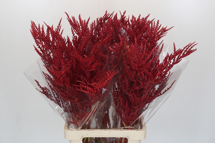 <h4>Bromelia Red Paloma</h4>