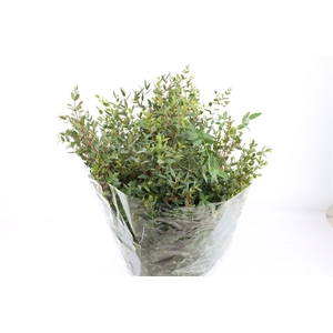 Euca Parvifolia 400gr P Bunch