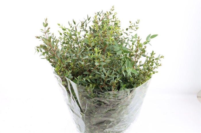 <h4>Euca Parvifolia 400gr P Bunch</h4>