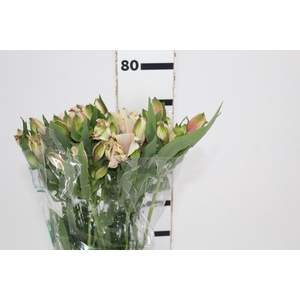 ALSTROEMERIA KITTY 080 CM