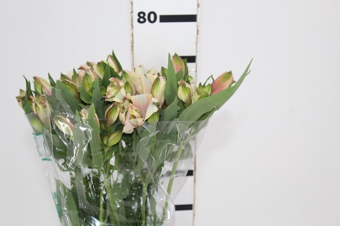 <h4>ALSTROEMERIA KITTY 080 CM</h4>