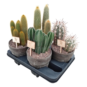 Cactus Gemengd Keramiek Terracotta