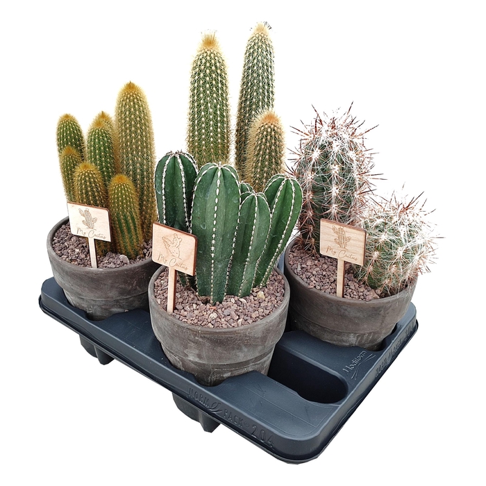 <h4>Cactus Gemengd Keramiek Terracotta</h4>