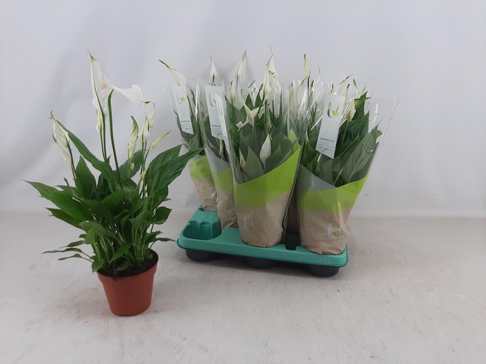 <h4>SPATH TORELLI</h4>