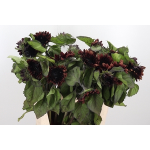 Helianthus Prado Red