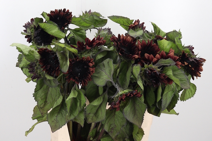 <h4>Helianthus Prado Red</h4>
