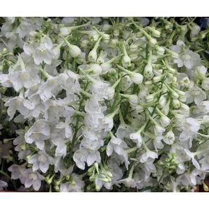 Delphinium White
