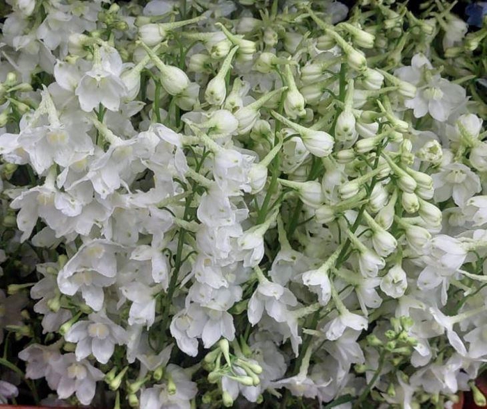 <h4>Delphinium White</h4>
