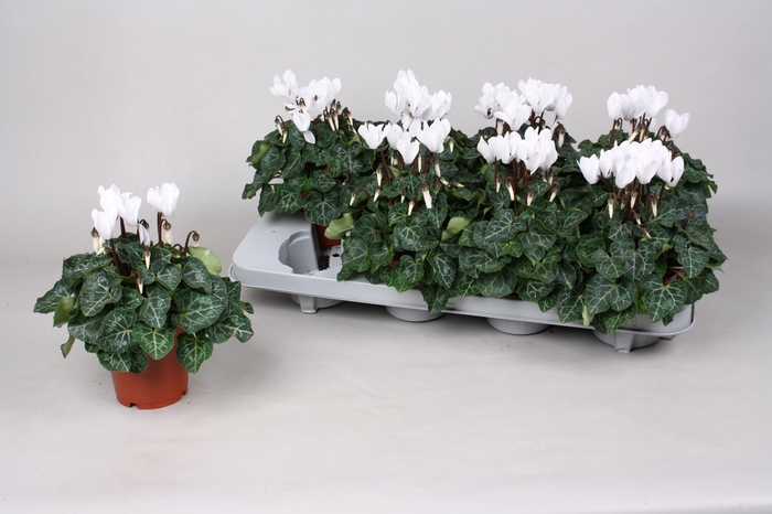 <h4>CYCL KL SUP VERANO</h4>