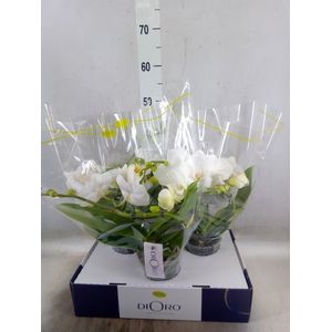 Phalaenopsis   ...white