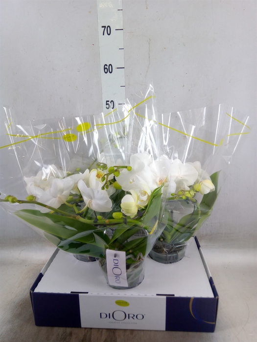<h4>Phalaenopsis   ...white</h4>