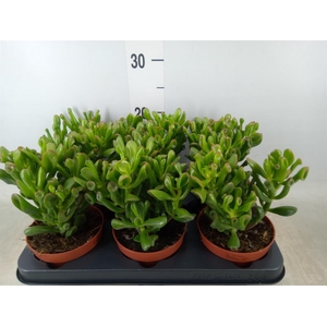 Crassula ovata 'Trompet'