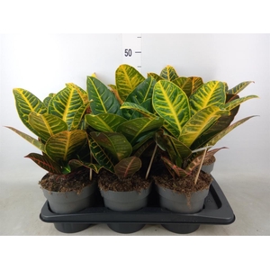 Codiaeum var. GR 'Petra'