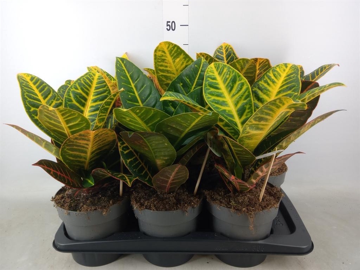 <h4>Codiaeum var. GR 'Petra'</h4>