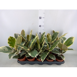 Ficus elastica 'Tineke'