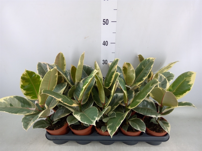 <h4>Ficus elastica 'Tineke'</h4>