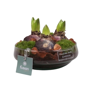 Green Bottle Iris Small met Hyacinten