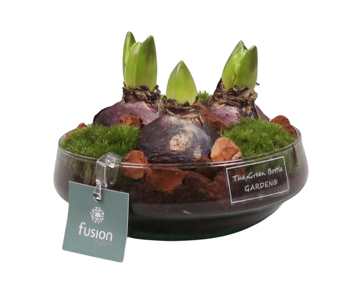 <h4>Green Bottle Iris Small met Hyacinten</h4>