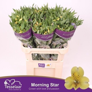 ALSTR MORNING STAR 50 GR.