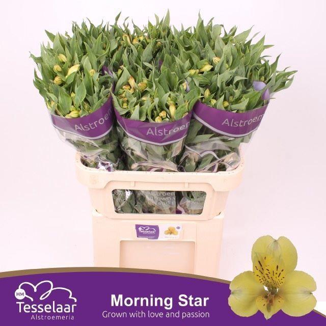 <h4>ALSTR MORNING STAR 50 GR.</h4>