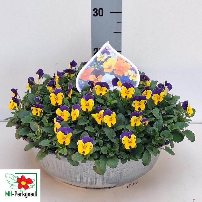 <h4>VIO CO SORBET GEM</h4>