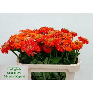 ZINNIA ELEGANS
