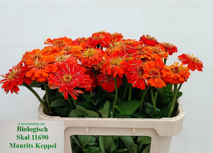 <h4>ZINNIA ELEGANS</h4>