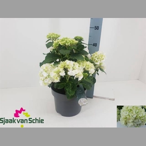 HYDR M CRYSTAL PALAC