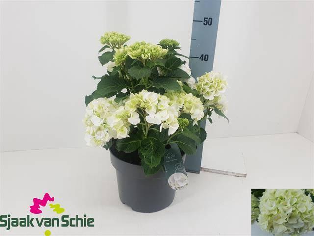 <h4>HYDR M CRYSTAL PALAC</h4>