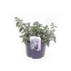Nepeta Faassenii Grp 'Six Hills Giant'
