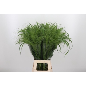 Panicum Fountain